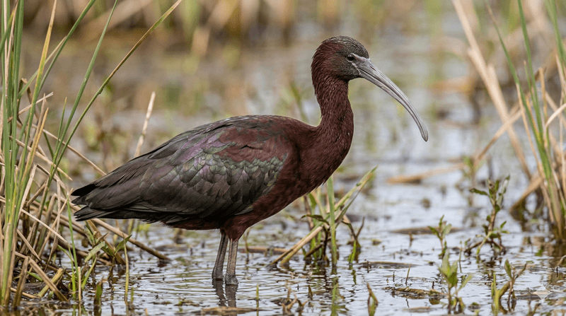 Glossy Ibis